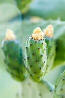 une proche en haut de une cactus avec beaucoup vert feuilles photo