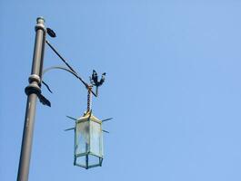 une rue lumière avec une oiseau sur il photo