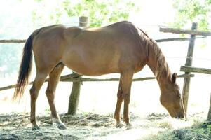 une proche en haut de une les chevaux visage photo