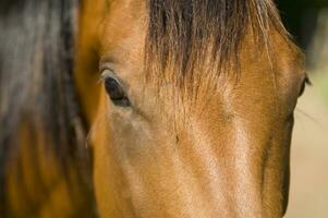 une proche en haut de une les chevaux visage photo