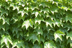 une mur couvert dans vert feuilles photo