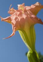 une proche en haut de une plante avec une rouge fleur photo