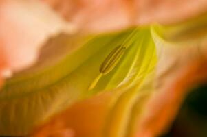 une proche en haut de une plante avec une rouge fleur photo