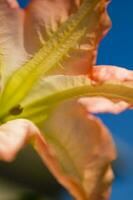 une proche en haut de une plante avec une rouge fleur photo