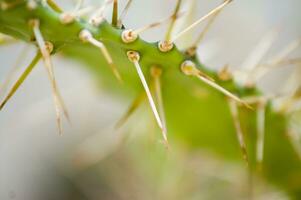 une proche en haut de une cactus plante avec pointes photo