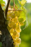 une bouquet de les raisins pendaison sur une vigne photo