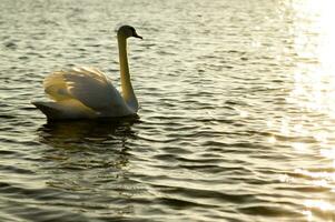 une blanc cygne nager dans une Lac photo