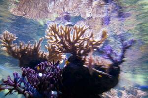 une proche en haut de une bouquet de les plantes dans une réservoir photo