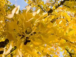 une grand pile de Jaune feuilles photo