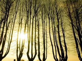 une groupe de des arbres dans le Soleil photo