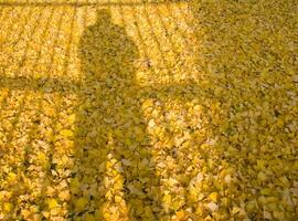 une grand pile de Jaune feuilles photo