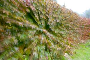 feuilles d'automne sur un mur photo