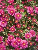 une grand groupe de rouge fleurs dans une jardin photo