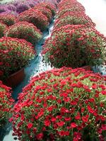 une grand groupe de rouge fleurs dans une jardin photo