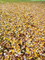 une vert herbe champ avec beaucoup feuilles sur il photo