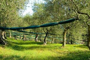 un olive bosquet avec vert filets photo