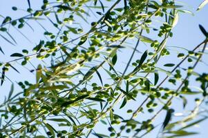 une proche en haut de vert Olives sur une arbre photo