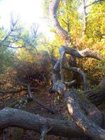 détails de une pin forêt dans le méditerranéen zone photo