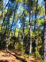 détails de une pin forêt dans le méditerranéen zone photo