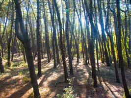 détails de une pin forêt dans le méditerranéen zone photo