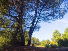 détails de une pin forêt dans le méditerranéen zone photo