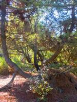 détails de une pin forêt dans le méditerranéen zone photo