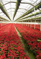 le intensif cultivation de le poinsettia photo