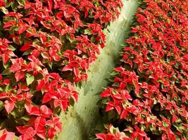 le intensif cultivation de le poinsettia photo