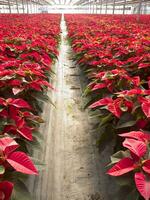 le intensif cultivation de le poinsettia photo