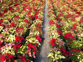 le intensif cultivation de le poinsettia photo