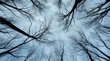 hiver forêt arbre branches modèle contre le ciel dans une bas vue photo