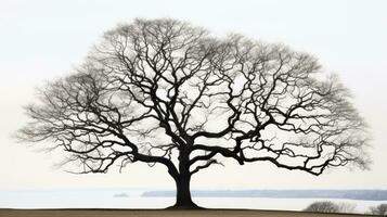 hiver s journée dans essex silhouette de une nu chêne arbre photo