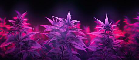 rose néon allumé violet cannabis les plantes contre une foncé toile de fond chanvre bannière avec espace pour texte photo