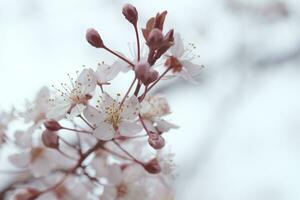 Cerise fleur ou Sakura fleur sur la nature Contexte. photo