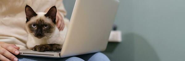 femme travail de Accueil avec chat. chat endormi sur le portable clavier. assistant chat travail à portable photo