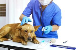 chien sur examen table de vétérinaire clinique. vétérinaire se soucier. vétérinaire médecin et chien. photo