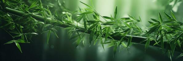 bambous, vert des arbres, bambou, dans le style de flou imagerie photo