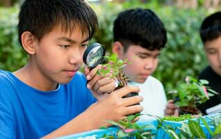 asiatique garçon dans bleu T-shirt est apprentissage science matière par à la recherche le minuscule plante dans le pot dans de face de lui par transparent lentille avec amis. photo