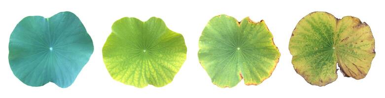 vieux et pourri nénuphar ou lotus feuille isolé sur blanc Contexte avec coupure chemins. photo