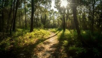 une sentier à le Profond la nature tropical forêt arbre en dessous de le ombre de arbre à le lumière du jour Soleil. ai généré photo