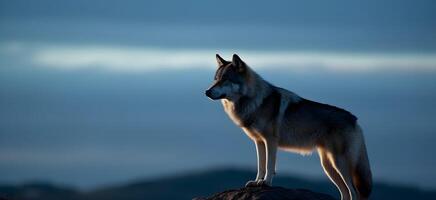 tchécoslovaque Loup chien permanent à le Haut rocheux colline ou falaise, permanent et Regardez vers l'avant regard quelque chose à loin loin, la nature bleu ciel Contexte. ai généré photo