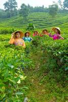 une groupe de thé jardin Les agriculteurs récolte thé feuilles avec leur copains photo