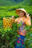 une thé cueilleur posant parmi le thé jardins avec une panier et une bambou chapeau de bonne heure photo