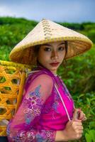 un asiatique agriculteur dans une rose robe en portant une bambou panier tandis que travail sur une thé plantation photo