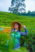 un asiatique agriculteur portant une chapeau fabriqué de bambou tandis que dans le milieu de une thé plantation photo