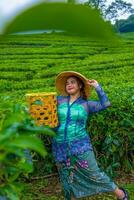 un asiatique agriculteur portant une chapeau fabriqué de bambou tandis que dans le milieu de une thé plantation photo