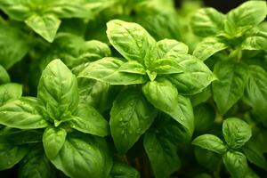 proche coup de Frais lot de basilic. un important condiment pour italien cuisine. ai généré. photo