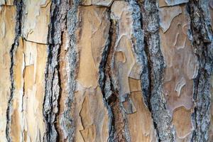 tronc d'arbre brun texture bois photo
