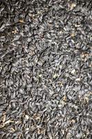 texture de graines de tournesol pour l'alimentation des animaux de ferme