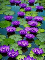 deux violet lotus flottant dans une étang avec vert feuilles ai généré photo
